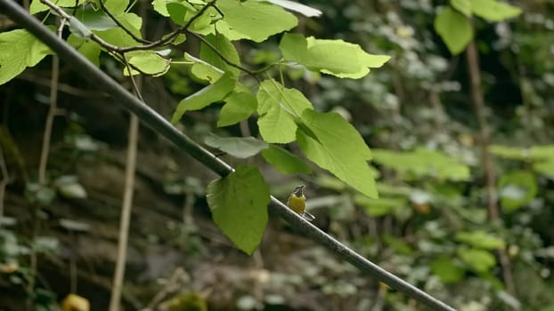 Small bird on tree branch in summer. Creative. Beautiful yellow bird is sitting on branch in green forest. Beautiful yellow bird in forest. Flora and fauna of forest.