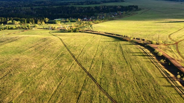Drone view of summer fields. Clip.Green empty clean areas with green plants and tall pines and fir trees. High quality 4k footage
