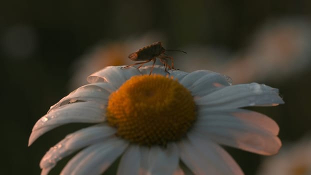 A beautiful flower in macro photography. Creative. A white daisy close-up on which an insect sits and crawls on it and on which small raindrops. High quality FullHD footage