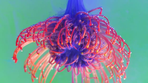 Flower in water with ink and bubbles. Stock footage. Exotic flower under water with colored ink. Beautiful bud with stamens in clear water with delicate ink.