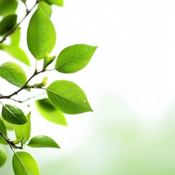 Vibrant green leaves on a branch with visible veins, backlit by soft sunlight against a white background, symbolizing growth, renewal, and natural beauty.