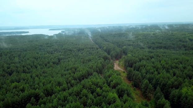 Gray landscape with forest and fog. Clip.Dark view of the river in the forest with green tall trees with a gray sky above. High quality 4k footage