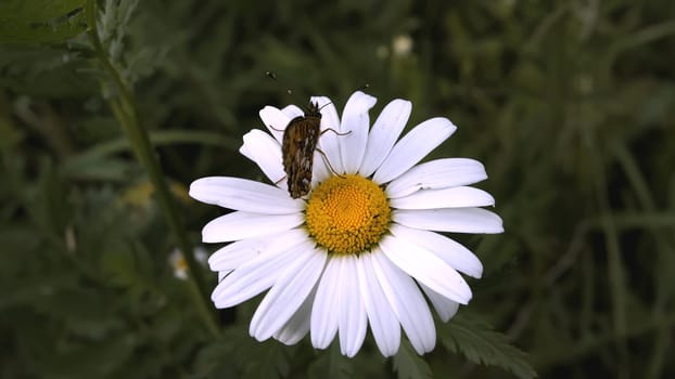 A stunning, colorful butterfly gently rests upon a vibrant daisy, showcasing the exquisite beauty of nature