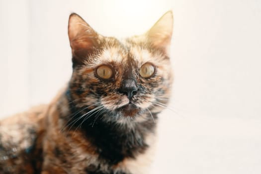 Curious cat looks into the camera. Pet in bright daylight. Kitten with colored fur and a cute muzzle. Domestic animals theme. Close up and copy space.