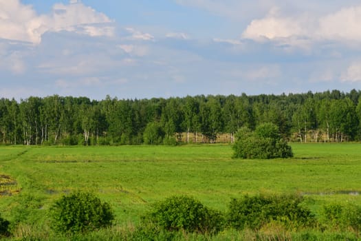 Summer countryside landscape with a forest and meadow in Russia