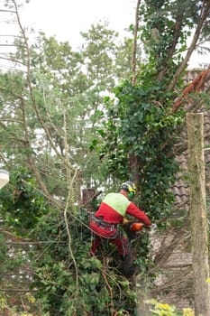 Rotterdam,Netherlands,10-10-2024:A professional tree surgeon climbs a tall tree, using a chainsaw for precision cutting. the essential safety measures and arborist skills in tree maintenance