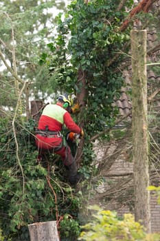 Rotterdam,Netherlands,10-10-2024:A professional tree surgeon climbs a tall tree, using a chainsaw for precision cutting. the essential safety measures and arborist skills in tree maintenance