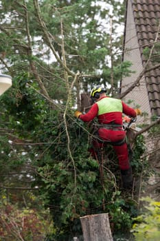 Rotterdam,Netherlands,10-10-2024:A professional tree surgeon climbs a tall tree, using a chainsaw for precision cutting. the essential safety measures and arborist skills in tree maintenance