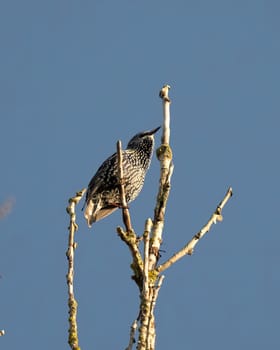 Starling Sits Atop Tree Peak