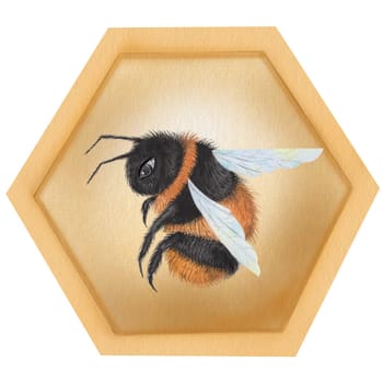 Bee and honeycomb watercolor.. Hand drawn bumblebee on isolated white background. Clip art of garden insect. Ideal for farm honey logo, banner and natural cosmetics and food. High quality illustration
