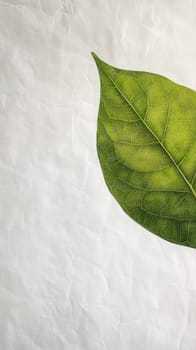 Close-up of a green leaf on white textured background, nature and purity concept.