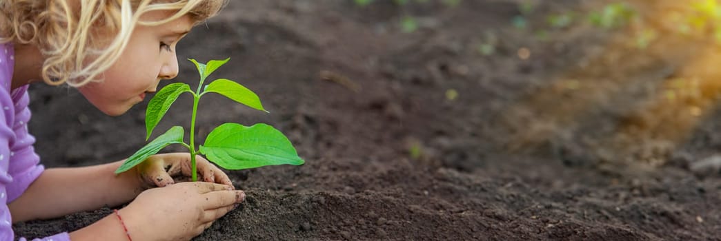 Child holding soil and plant in hands. Selective focus. nature.