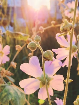 Soft pink flowers in rays of sunlight