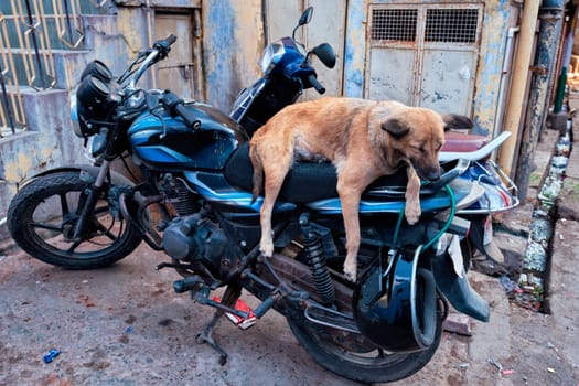 Dog sleeping on motorcycle in indian street. Jodhpur, Rajasthan, India