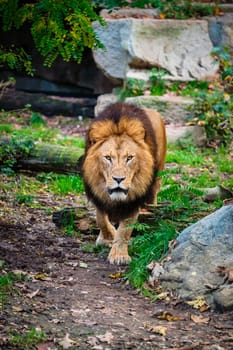 Lion Panthera Leo in jungle forest