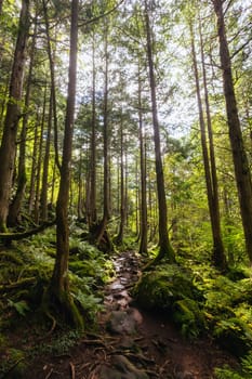 The magnificent Tateshina Otaki Falls on the famous Venus Line road, famous as a scenic driving route in Japan