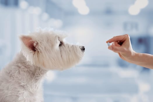 veterinarian giving pill to white dog close up in veterinary clinic, treatment and prevention of dogs