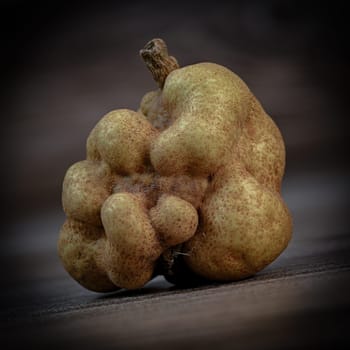 Deformed, malformed or atypical fruit, Pear in studio, In agriculture, these fruits are sometimes referred to as uncalibrated or out-of-sizes, as they do not correspond to commercial aesthetic standards in terms of shape or size