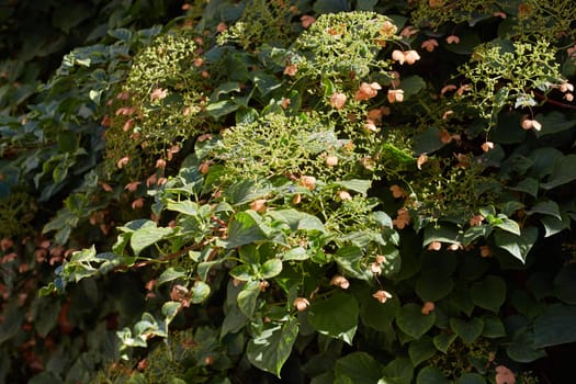 hedge flowering plant pink flowers. in the courtyard. at the cottage.