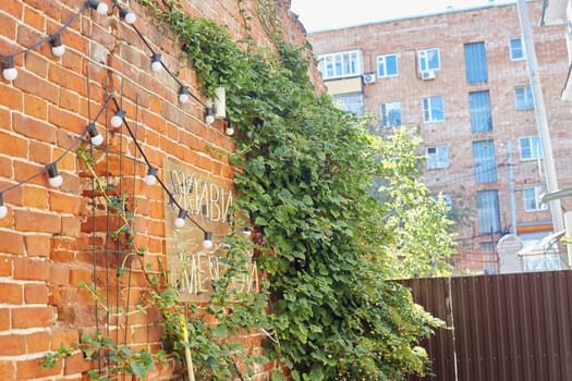 background old brick wall in ivy light bulbs.