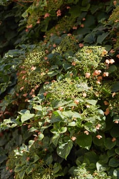hedge flowering plant pink flowers. in the courtyard. at the cottage.
