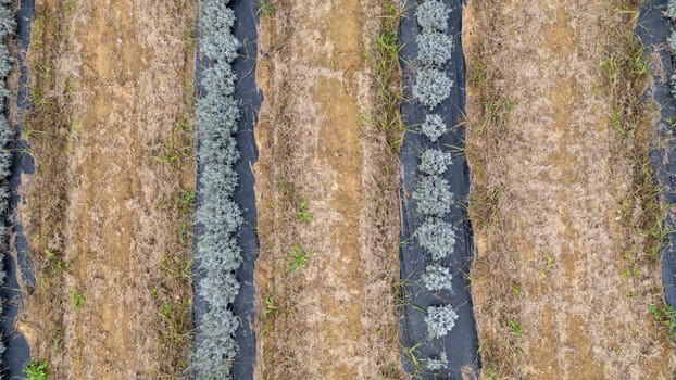 Lavender plants are growing in rows on a farm, covered with black plastic mulch to reduce weed growth and conserve moisture