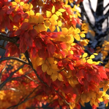 A close-up view of autumn leaves, showcasing the vibrant colors of the season.