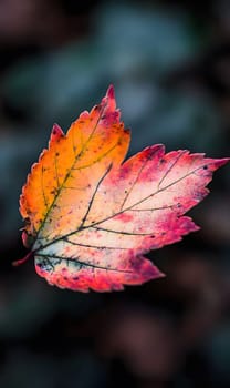 A single autumn leaf with vibrant red, orange, and yellow colors, captured in a close-up macro shot highlighting its intricate details and texture.