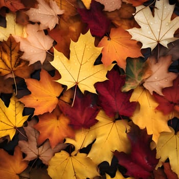 A vibrant collection of autumn leaves in various shades of yellow, red, orange and brown. The leaves are arranged in a close-up shot, showcasing their intricate details and textures.