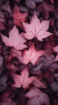 A close-up shot of fallen maple leaves showcasing their rich red and purple hues, highlighting the intricate details of their veins and textures.