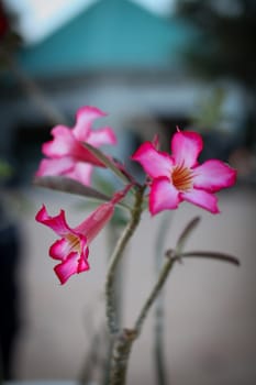Amazing and beautiful flowers showcasing vivid colors and natural beauty. Perfect for floral arrangements and botanical studies and multimedia content creation