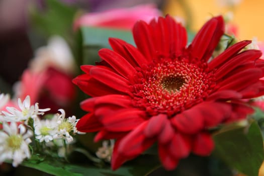 Amazing and beautiful flowers showcasing vivid colors and natural beauty. Perfect for floral arrangements and botanical studies and multimedia content creation