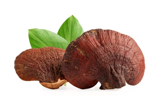 Dried lingzhi mushroom isolated on white background.