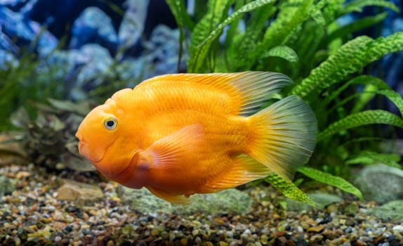 Orange parrot fish in the aquarium. Red Parrot Cichlid. Aquarium fish