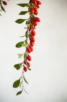 Branch with ripe red goji berry on abstract grey background