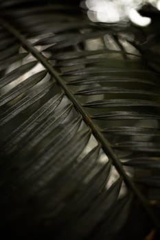 Ferns in the forest. Natural floral fern background. Natural green fern pattern. Close up fern leaves.