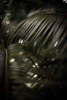Ferns in the forest. Natural floral fern background. Natural green fern pattern. Close up fern leaves.