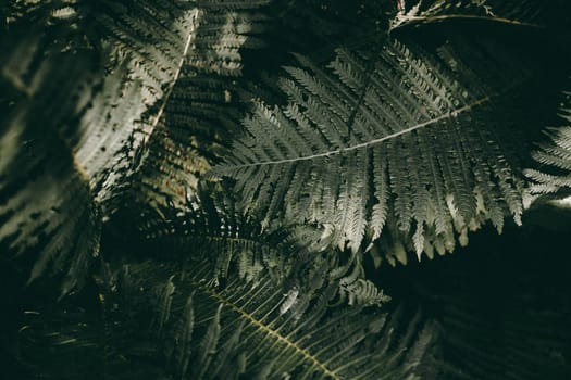 Ferns in the forest. Natural floral fern background. Natural green fern pattern. Close up fern leaves.