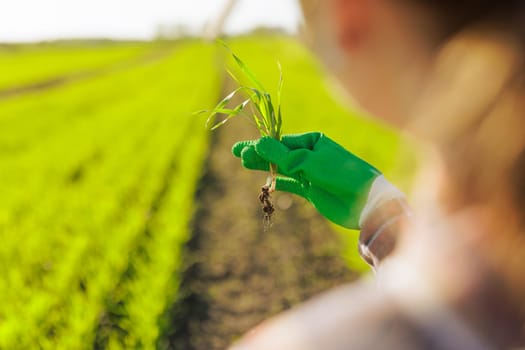 Young agronomist holds a wheat sprout with roots in the field and checks the growth of the crop in autumn, the concept of modern agribusiness, new technologies for growing crops
