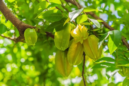 Carambola, also known as star fruit. Star fruits growing on a tree. Tropical nature, agriculture, and organic produce concept.