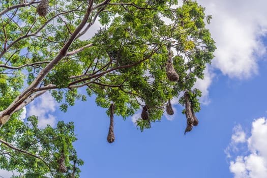 Bird nests of Montezuma Oropendola hanging from tree branches against a cloudy sky. Nature, wildlife, and habitat concept.