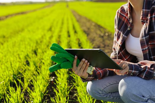 Smart farmer woman agronomist checks young sprout the field with tablet. Intelligent agriculture and digital agriculture, modern grain technologies in agriculture