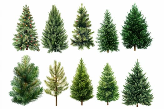 Collection set of festive pine tree Christmas on a white isolated background ..