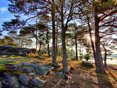 The coast of the Gulf of Finland in wonderful summer sunset