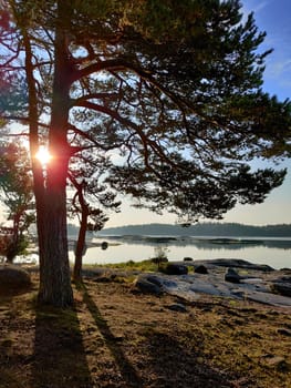 The coast of the Gulf of Finland in wonderful summer sunset