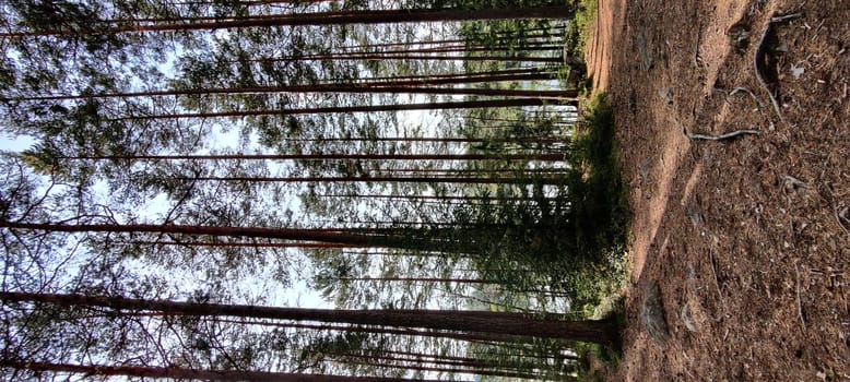 the pine trees with beautiful summer sunlight. Scene with tourist camping in green forest near the lake. Outdoor Lifestyle vacations.
