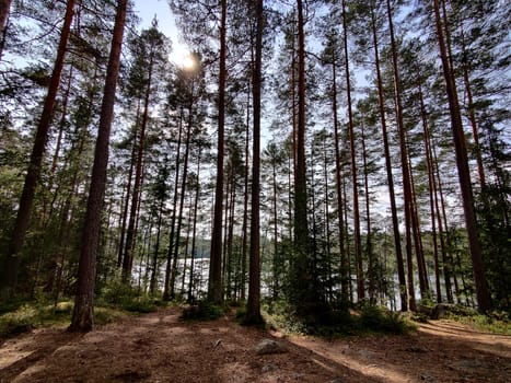 the pine trees with beautiful summer sunlight. Scene with tourist camping in green forest near the lake. Outdoor Lifestyle vacations.