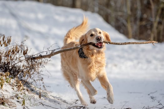 Golden Retriever Runs With Stick Through Snowy Winter Park