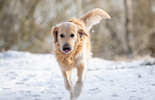 Golden Retriever Joyfully Runs During A Winter Walk In The Park