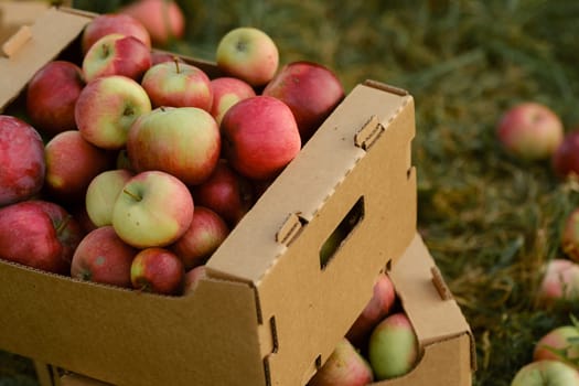 Red apples in cardboard boxes on the ground in an apple orchard.
